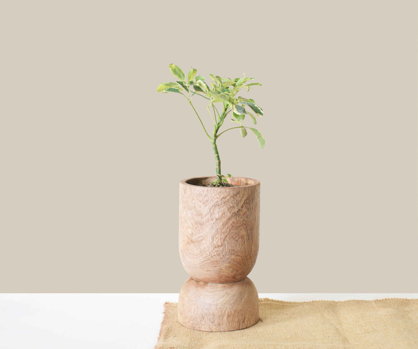 interior decor with wooden pot for plants
